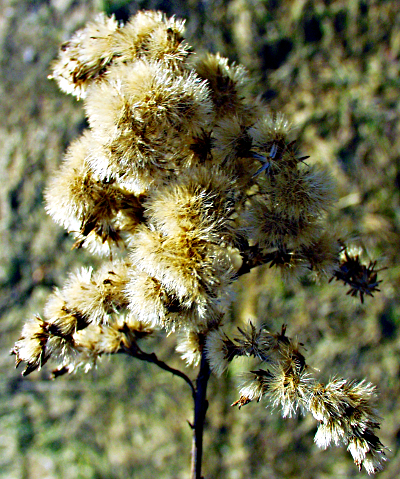 Solidago gigantea, Riesen-Goldrute, Fruchtstand