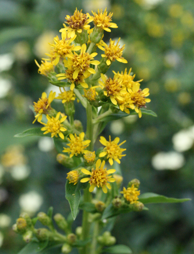 Solidago glomerata, Bschelige Goldrute