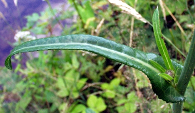 Sonchus arvensis, Acker-Gnsedistel, Blatt