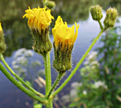 Sonchus arvensis, Acker-Gnsedistel, Blten