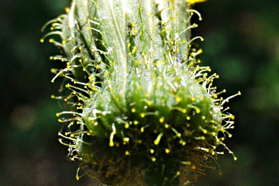 Sonchus arvensis, Acker-Gnsedistel, Hlle