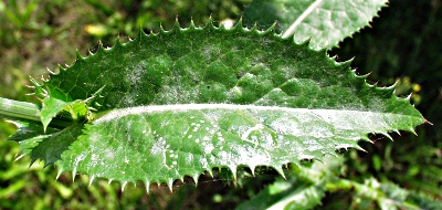 Sonchus asper, Raue Gnsedistel, Blatt