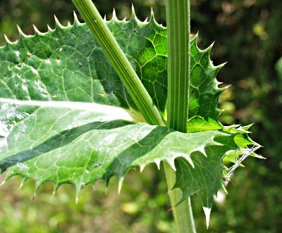 Sonchus asper, Raue Gnsedistel, Blattbasis