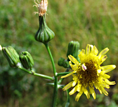 Sonchus asper, Raue Gnsedistel, Blten