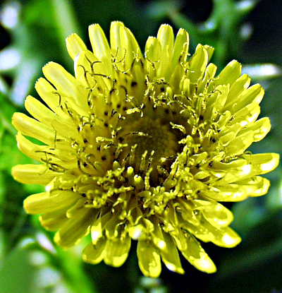 Sonchus, Gnsedistel, Blte