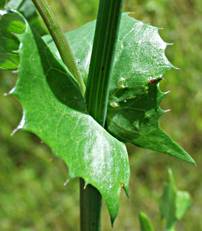 Sonchus, Gnsedistel, Blattgrund