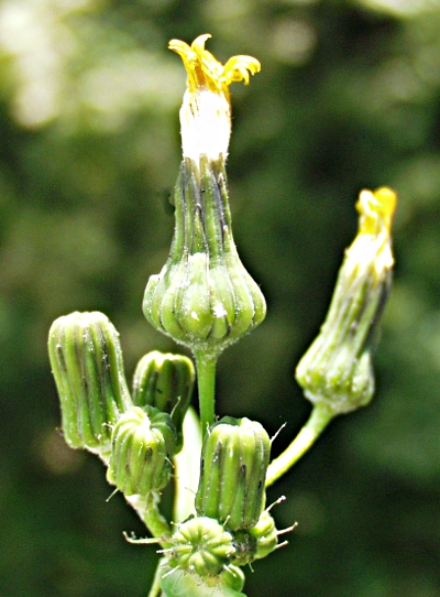 Sonchus oleraceus, Kohl-Gnsedistel, Bltenkrbe