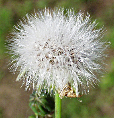 Sonchus oleraceus, Kohl-Gnsedistel, Fruchtstand