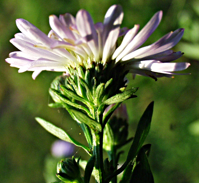 Symphyotrichum novi-belgii, Neubelgien-Herbstaster, Hlle