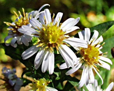 Symphyotrichum lanceolatum, Lanzett-Herbstaster, Blte