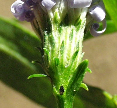 Symphyotrichum lanceolatum, Lanzett-Herbstaster, Hlle