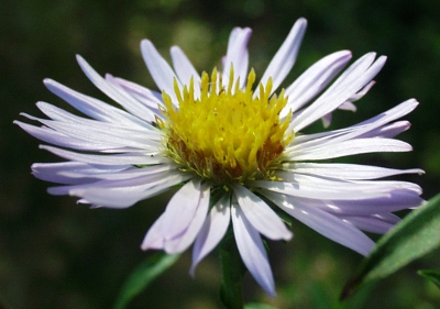 Symphyotichum novi-belgii, Neubelgien-Herbstaster, Blüte