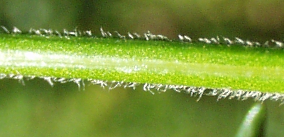 Symphyotichum novi-belgii, Neubelgien-Herbstaster, Stängel