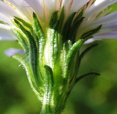 Symphyotichum novi-belgii, Neubelgien-Herbstaster, Hülle