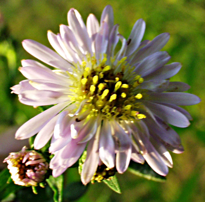 Symphyotrichum x salignum, Weidenblatt-Herbstaster, Bl�te