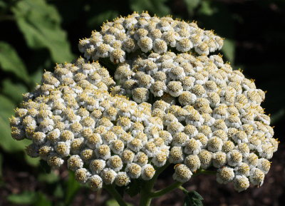 Tanacetum macrophyllum, Großblättrige Wucherblume