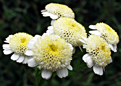 Tanacetum parthenium, Mutterkraut