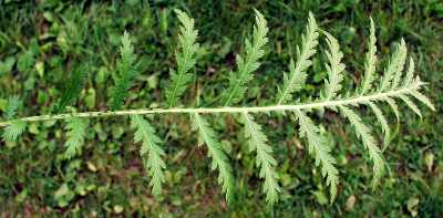 Tanacetum vulgare, Rainfarn, Blatt