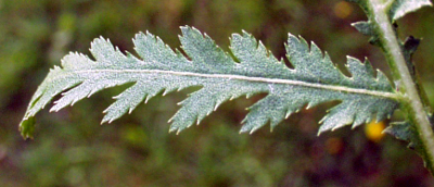 Tanacetum vulgare, Rainfarn, Fiederblatt