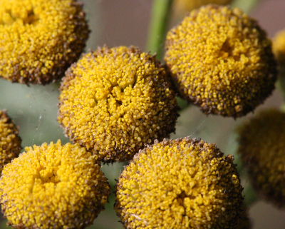 Tanacetum vulgare, Rainfarn, Blüten