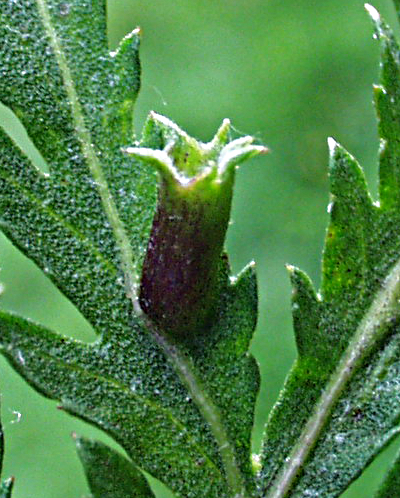 Tanacetum vulgare, Rainfarn, Galle