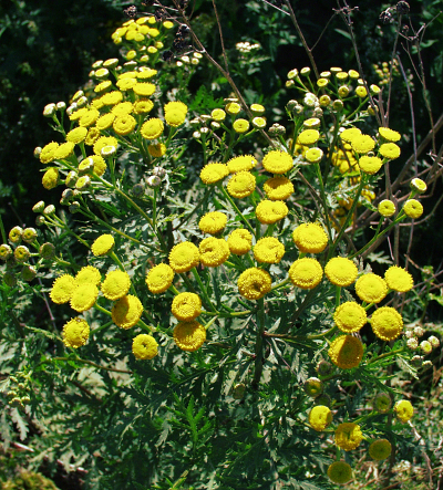 Tanacetum vulgare, Rainfarn