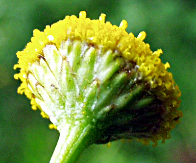 Tanacetum vulgare, Rainfarn, Hülle