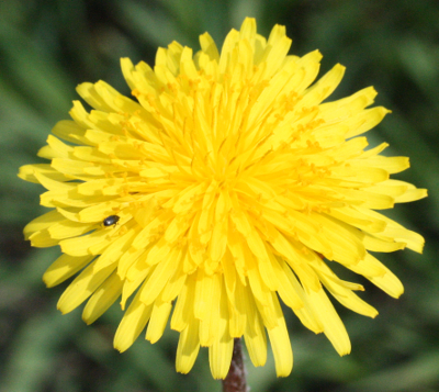 Taraxacum, Lwenzahn, Bltenstand