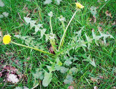 Taraxacum, Lwenzahn, Habitus