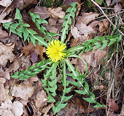 Taraxacum hamatum aggr., Haken-L�wenzahn