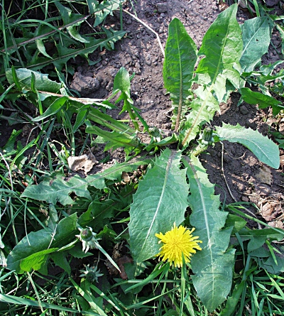 Taraxacum officinale aggr., Wiesen-L�wenzahn