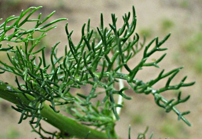 Tripleurospermum inodorum, Geruchlose Kamille, Bl�tter