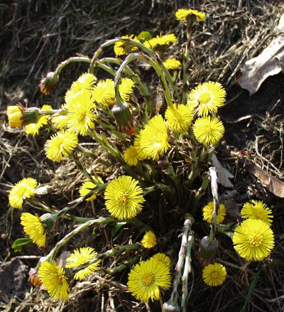 Tussilago farfara, Huflattich