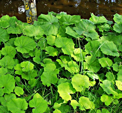 Tussilago farfara, Huflattich, Grundbltter