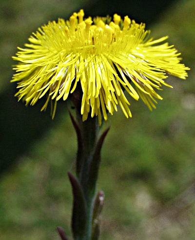 Tussilago farfara, Huflattich, Blte
