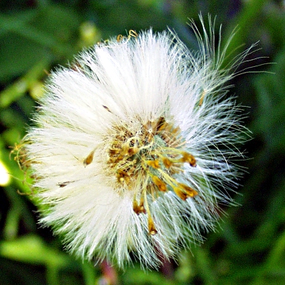 Tussilago farfara, Huflattich, Fruchtstand