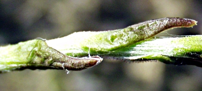 Tussilago farfara, Huflattich, Stngelbltter