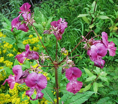 Impatiens glandulifera, Dr�siges Springkraut, Bl�tenstand