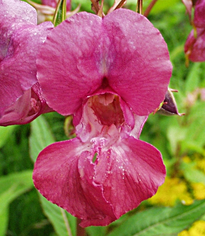 Dr�siges Springkraut, rote Bl�ten