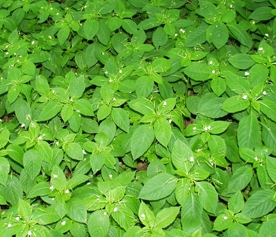 Impatiens parviflora, Kleinbltiges Springkraut, Habitus