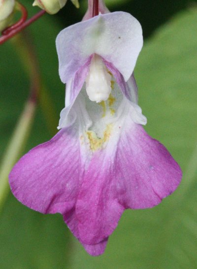 Impatiens balsamina, Balsamine, Blüte