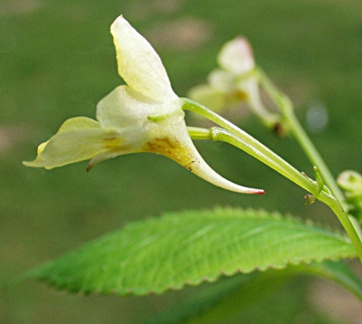 Impatiens parviflora, Kleinblütiges Springkraut