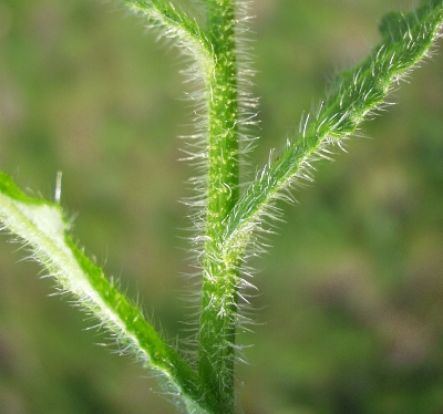Anchusa arvensis, borstige Behaarung