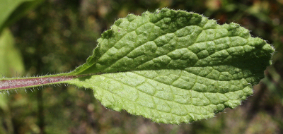 Borago officinalis, Garten-Borretsch, Kelch