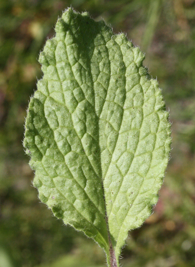 Borago officinalis, Garten-Borretsch, Blatt