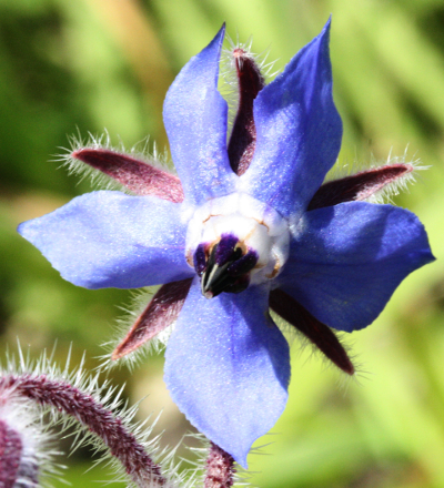 Borago officinalis, Garten-Borretsch, Bl�te