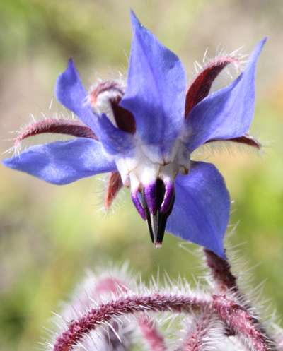 Borago officinalis, Garten-Borretsch, Bl�te