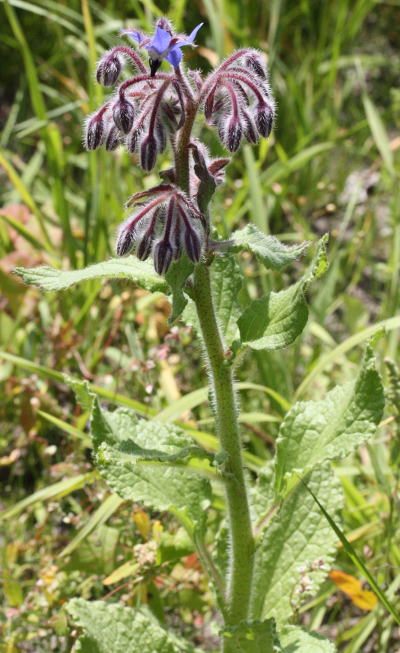 Borago officinalis, Garten-Borretsch