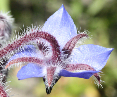 Borago officinalis, Garten-Borretsch, Kelch