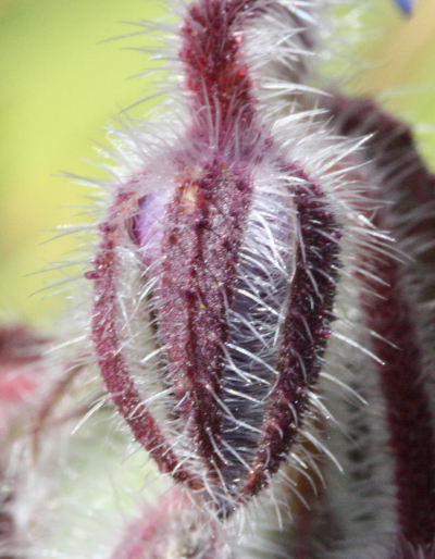 Borago officinalis, Garten-Borretsch, Knospe